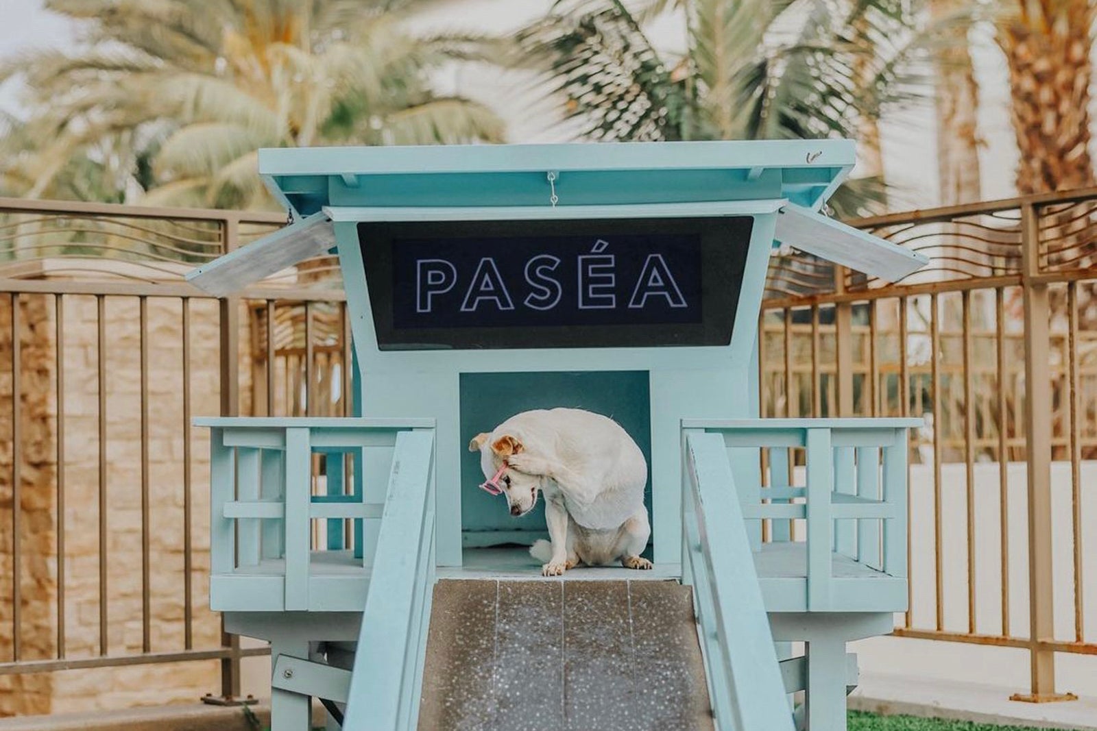 Pasea Hotel & Spa dog in the park