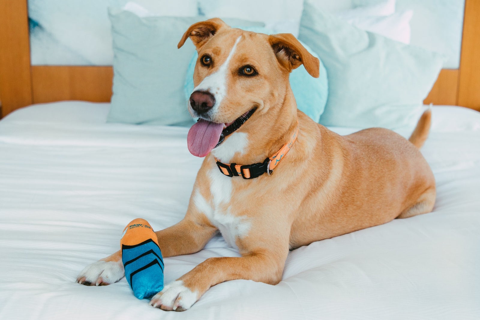 a dog guest at Pasea Hotel and Spa