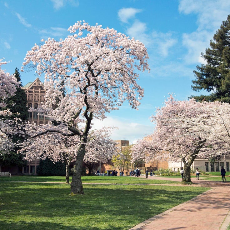The 11 best places to see cherry blossoms across the US this spring