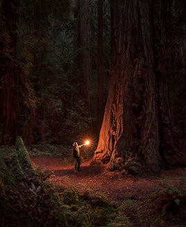 Woman alone in ancient sequoia forest, illuminated