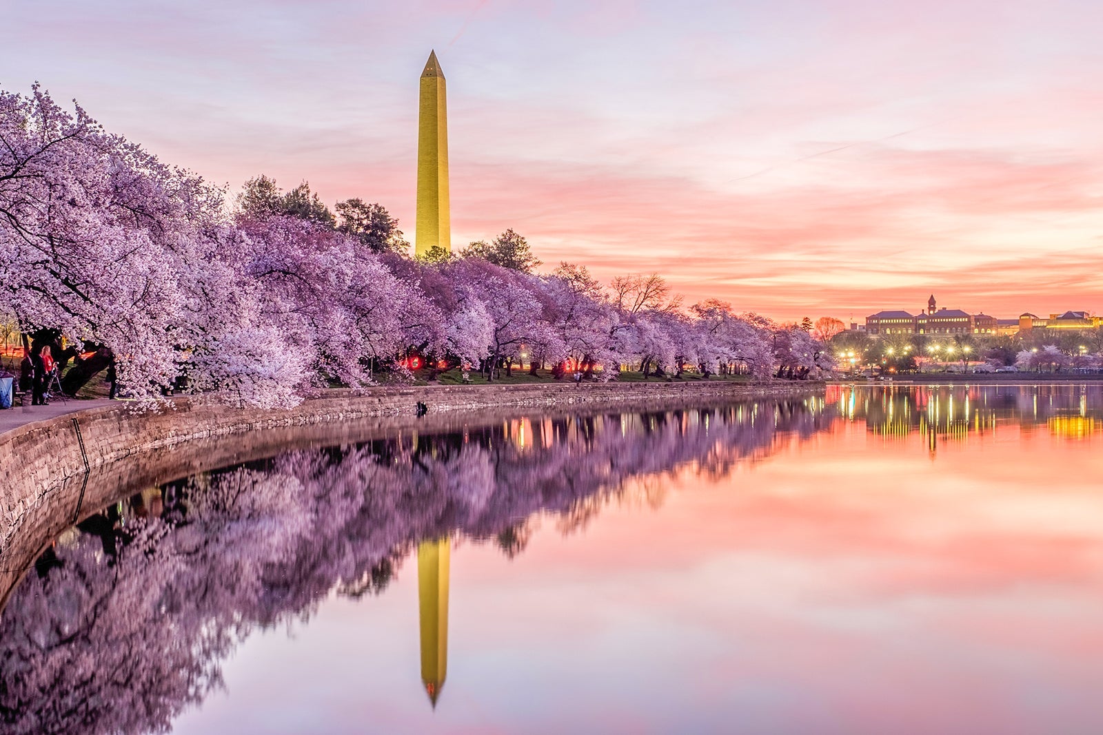 dc cherry blossoms