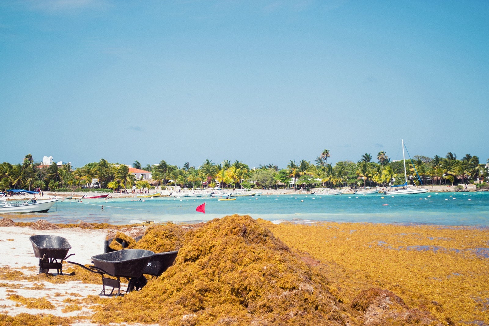 Beach covered with Sargassum seaweed