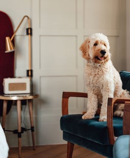 World's top pet-friendly Hilton hotels for animal lovers