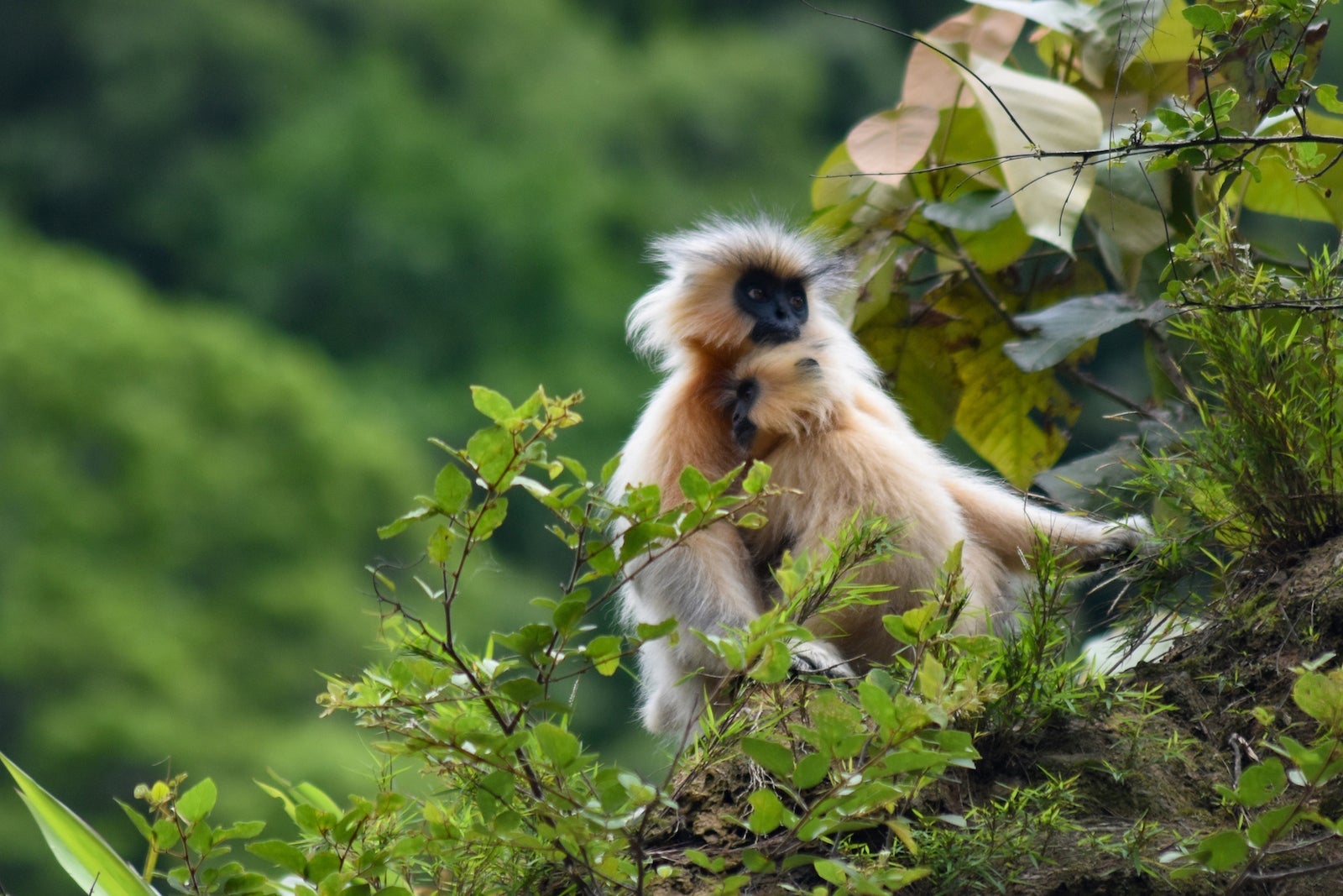 2 golden langur monkeys on a tree