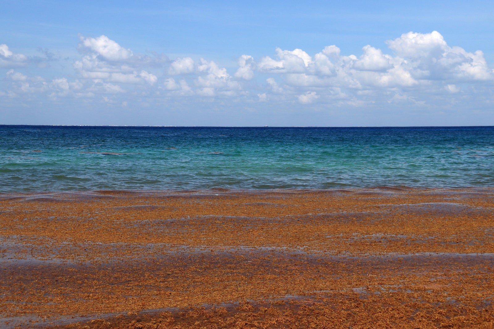 Sargassum Seaweeds floating in the Caribbean Sea