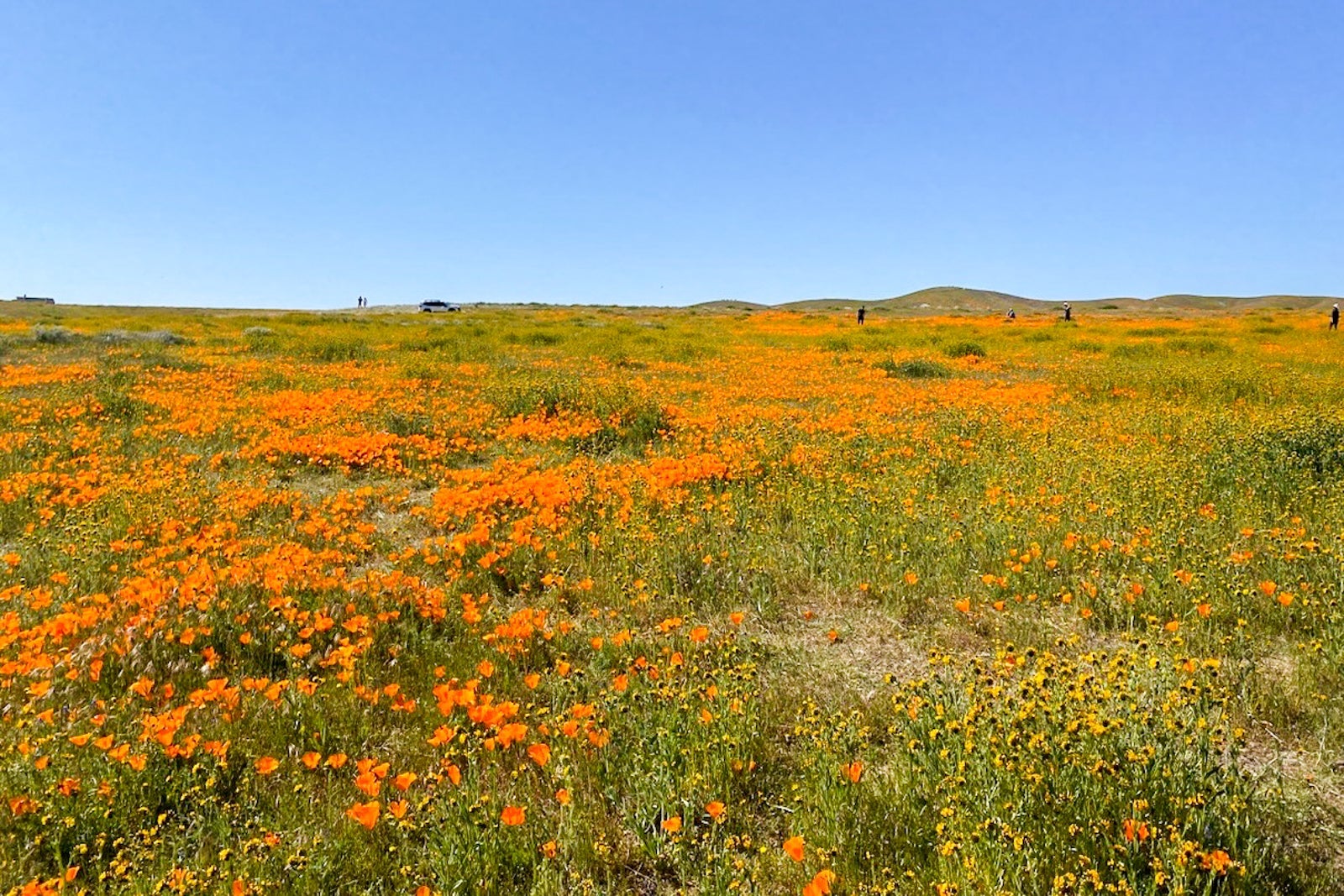 Antelope Valley in April