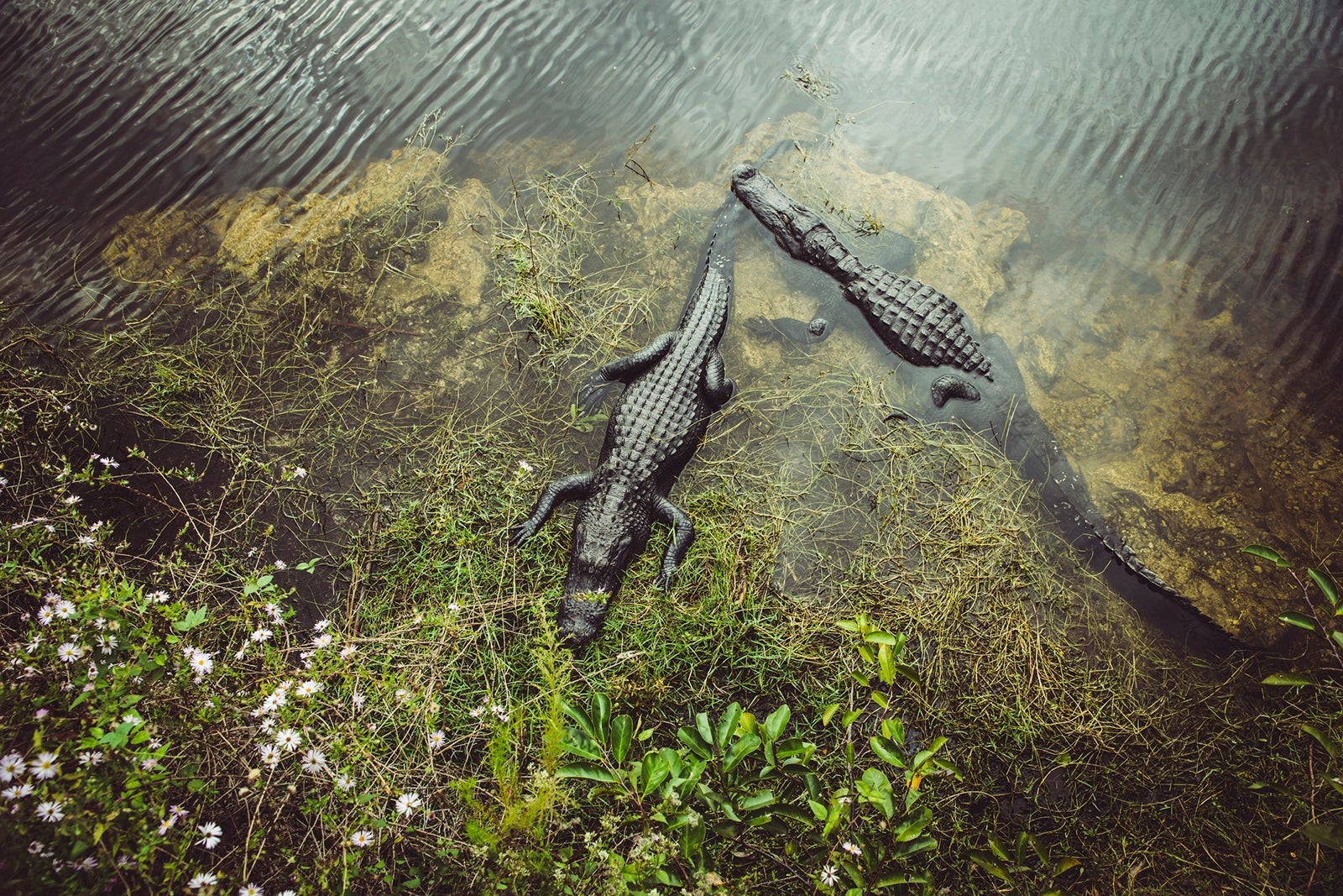 two alligator in a swamp