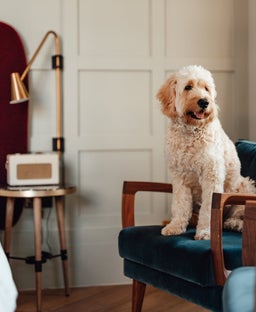 Top pet-friendly Marriott hotels for animal lovers