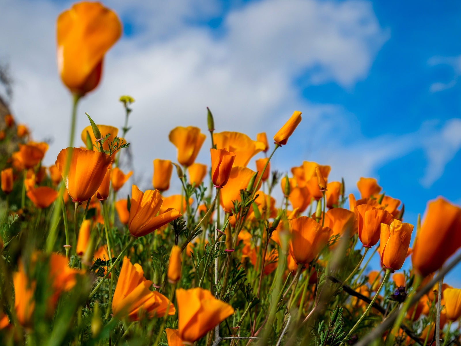 Flowers and Poppies Spring Super Bloom