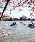 People In Boats On Tidal Basin