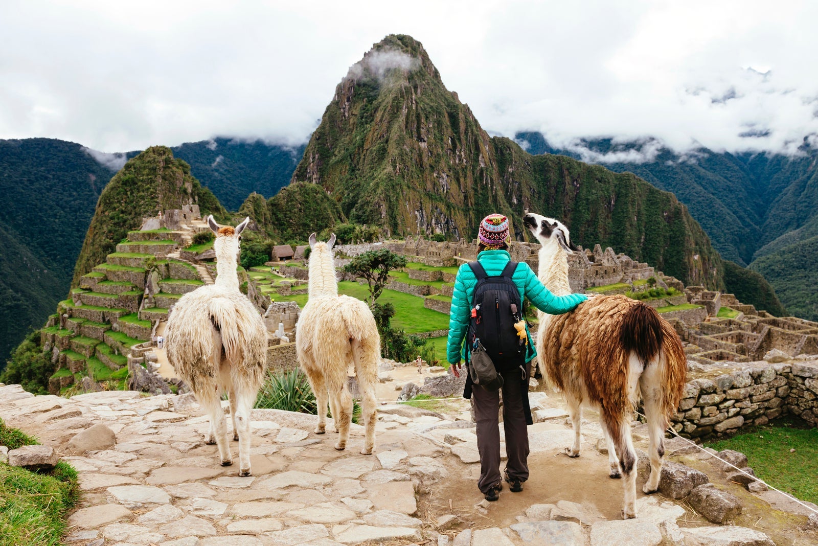 Woman with three llamas at Machu Picchu