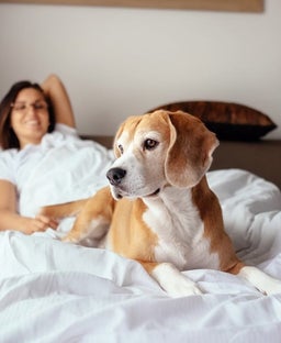 Top IHG pet-friendly hotels for animal lovers