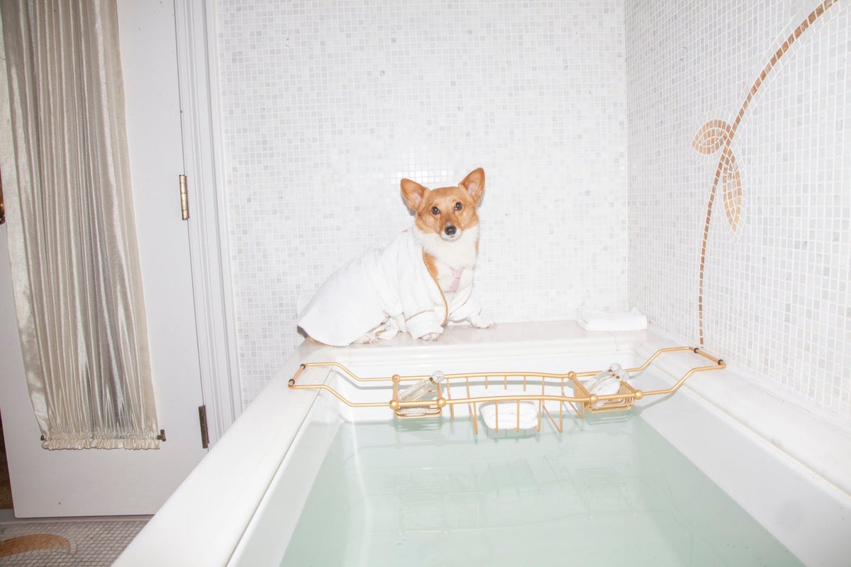 View of These hotels go all-out with luxury pet amenities - The Points Guy