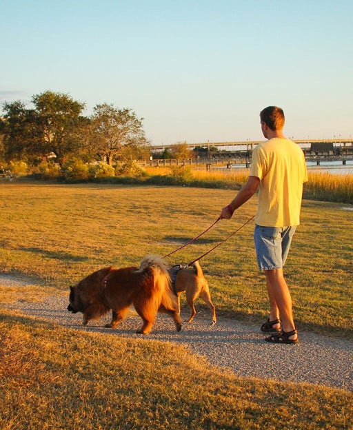 Walking dogs