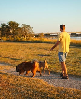 Walking dogs