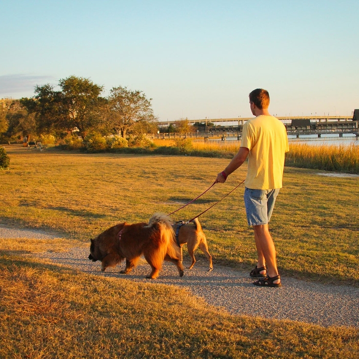 From vet bills to dog food: Earn points, miles and cash-back rewards on pet expenses
