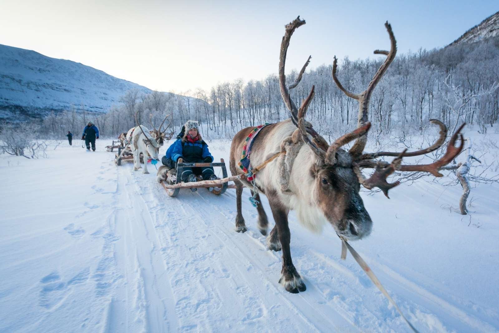 Reindeer sledding in Norway