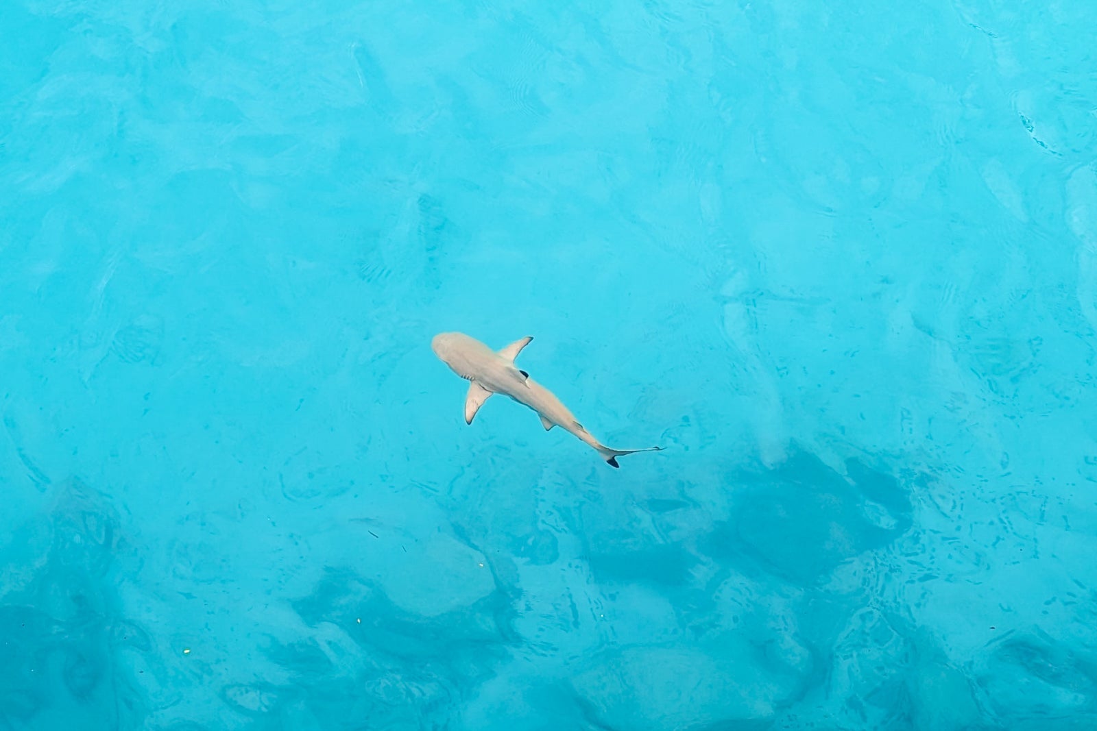 Hilton Maldives Amingiri sharks