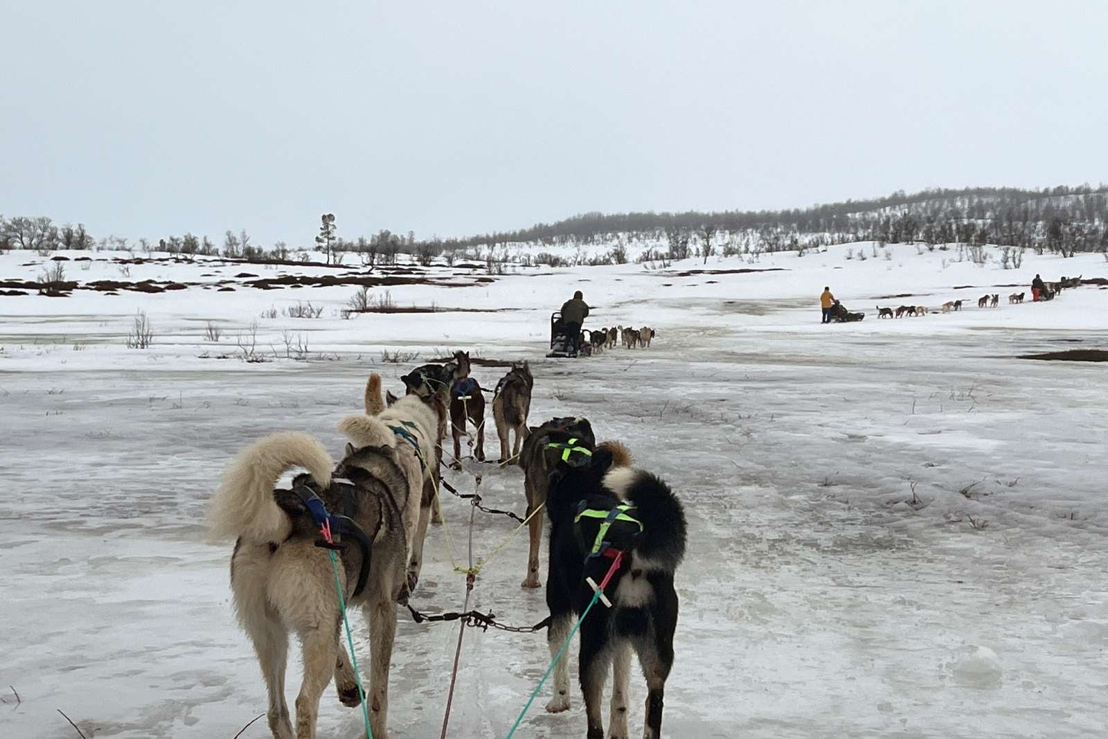 dogsledding in Tromso Norway