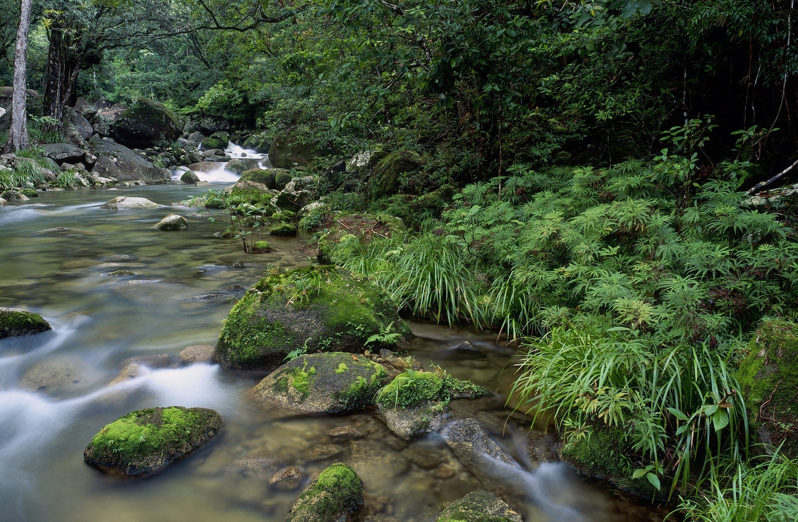 Stream in DAintree National Park