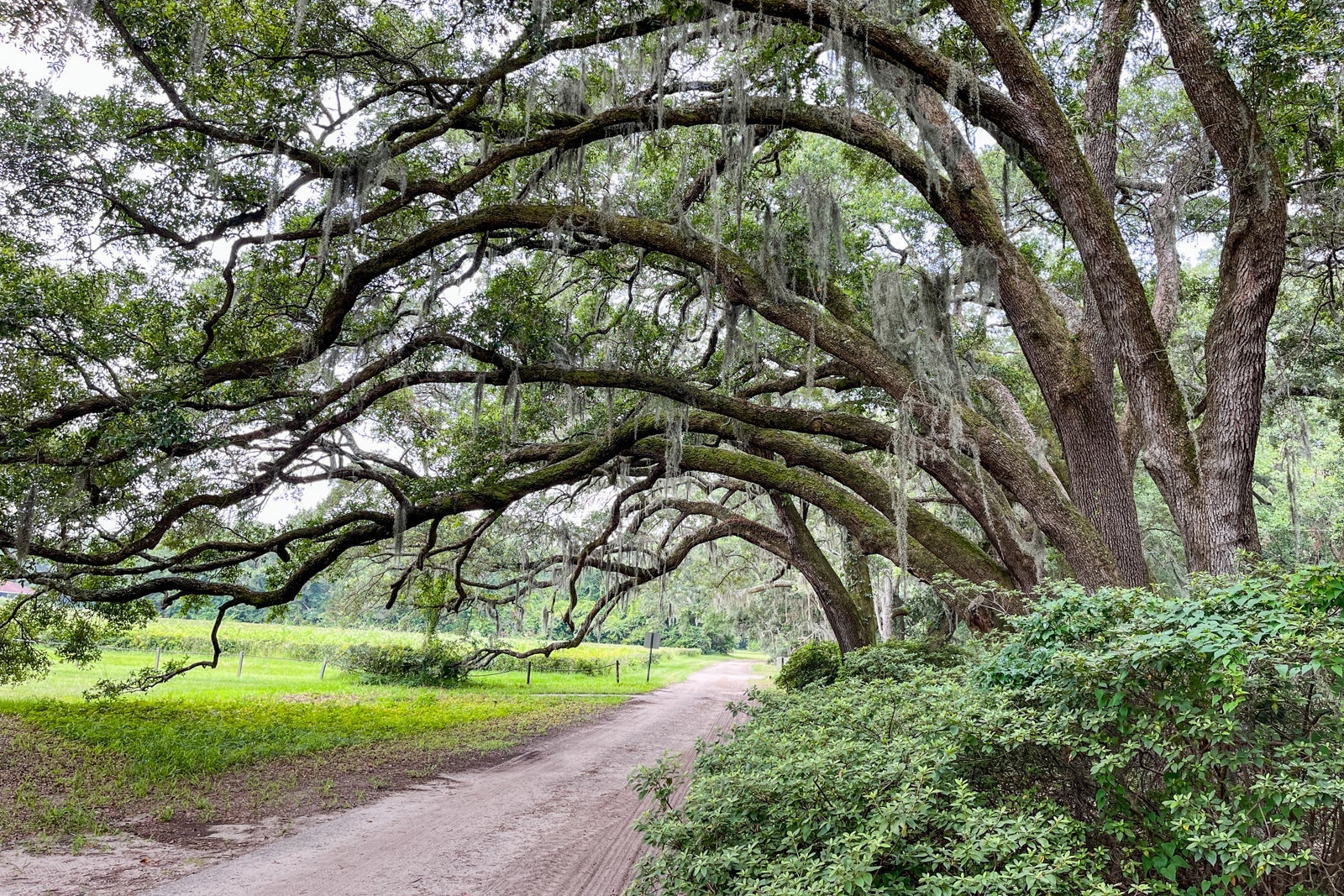 Charleston Tea Plantation and Gardens