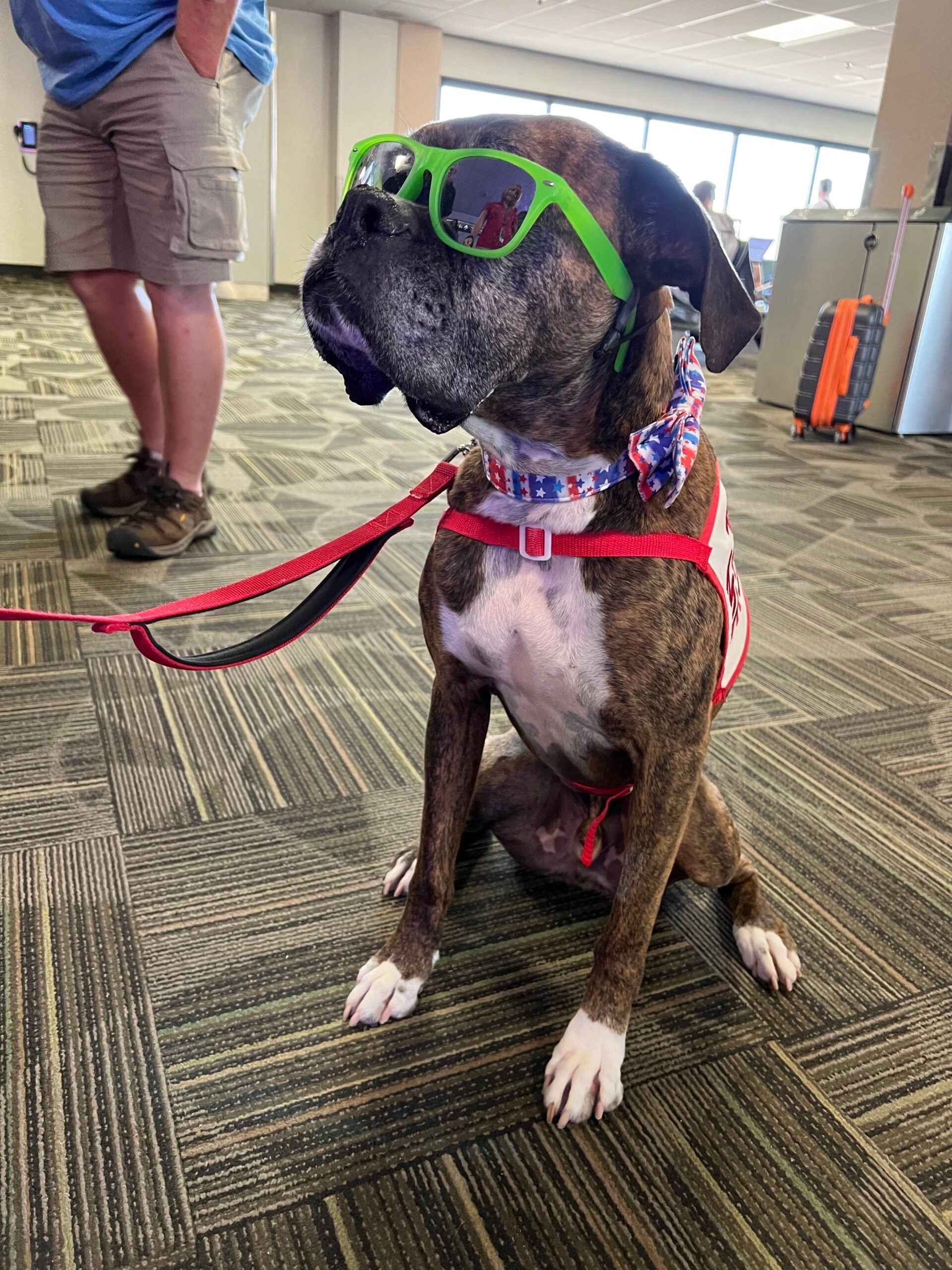 A dog from the Reno airport's therapy dog program, Paws 4 passengers, greets Burning Man travelers.