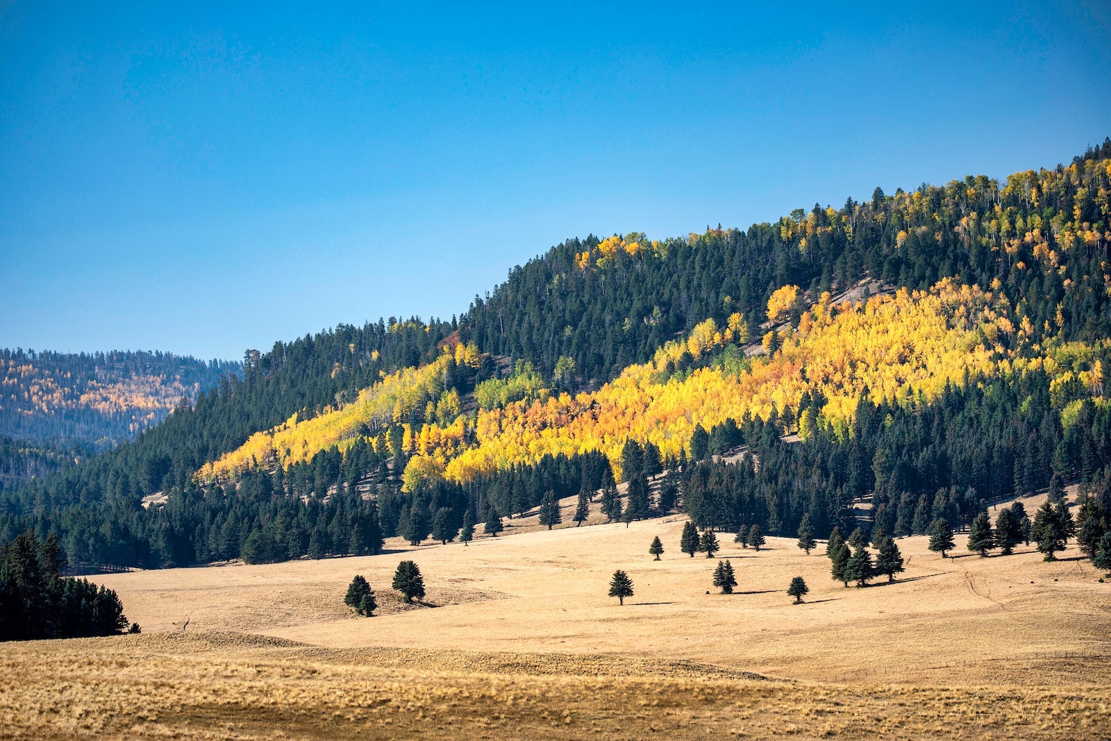 Here's where you can see fall foliage across the US in 2025 patches of bright yellow trees surrounded by green trees on a hill