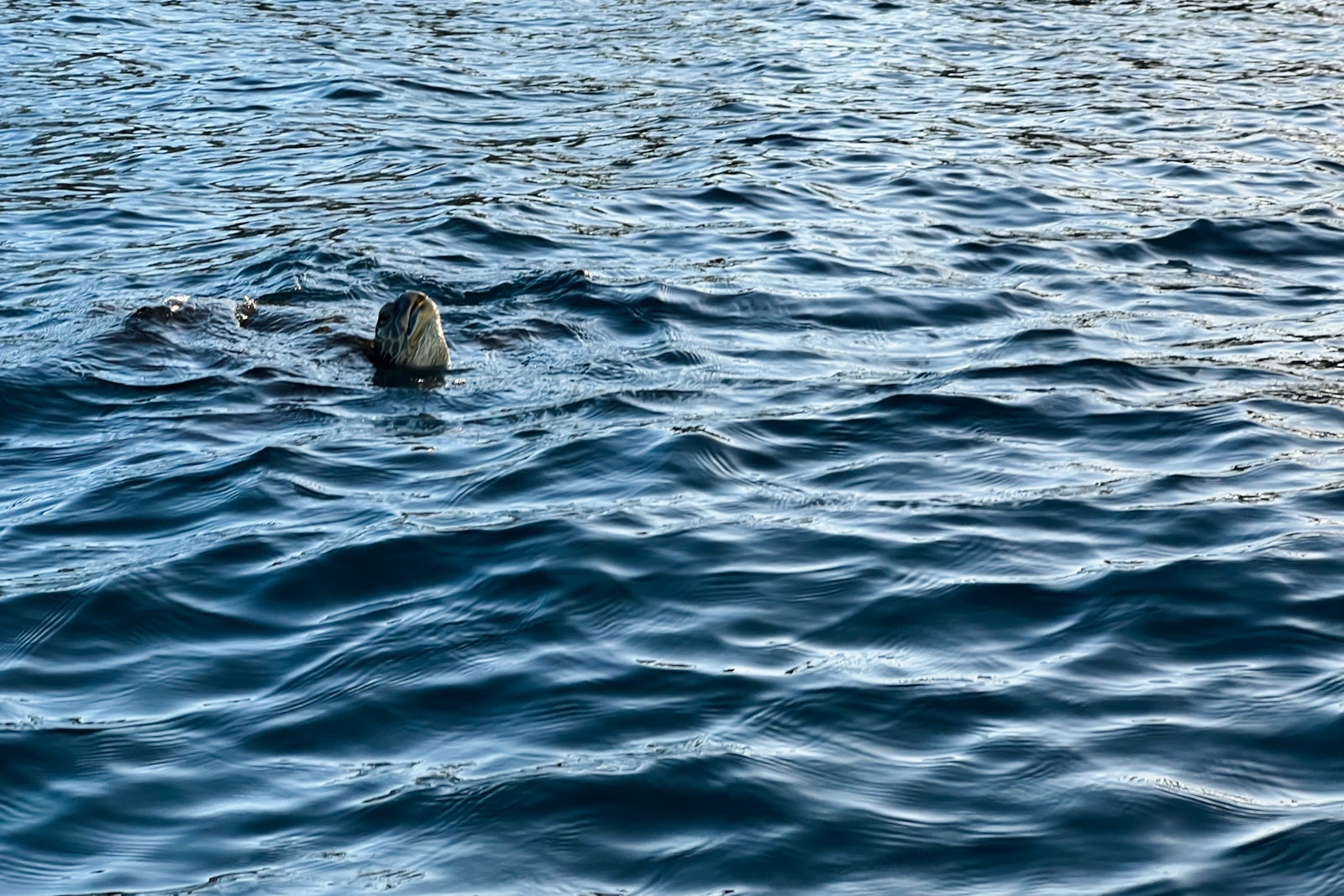 The Andaz Maui at Wailea Resort