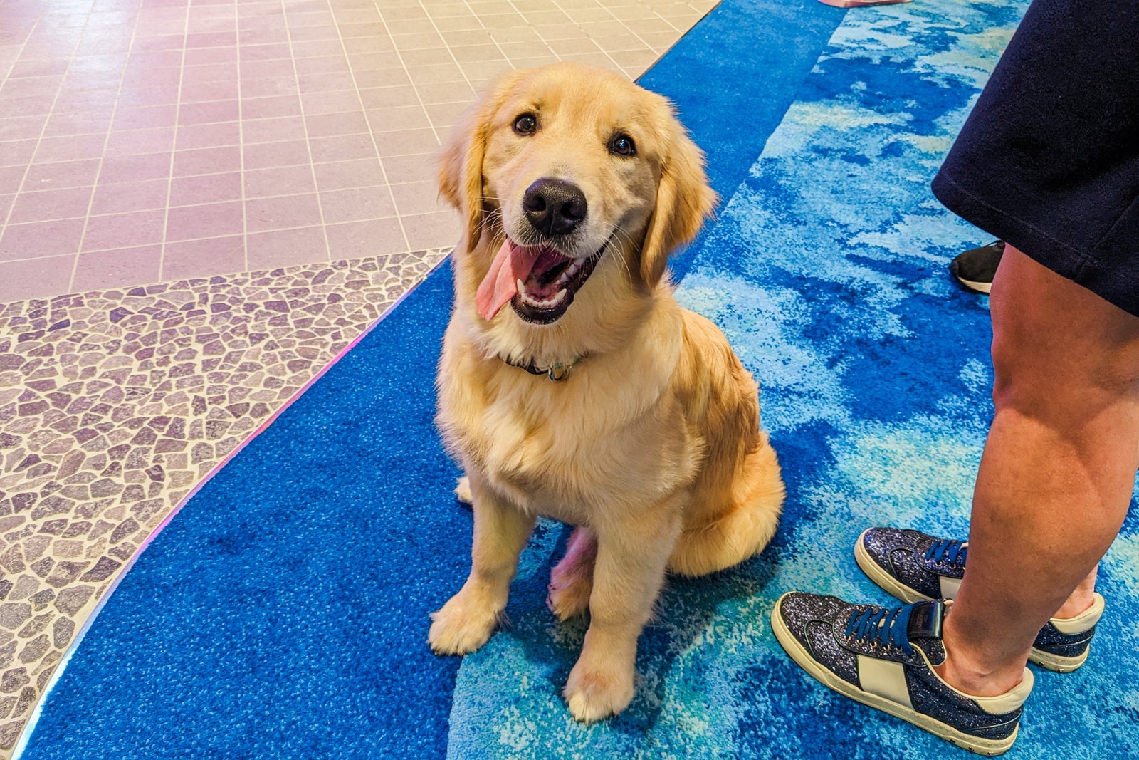 Golden retriever smiling