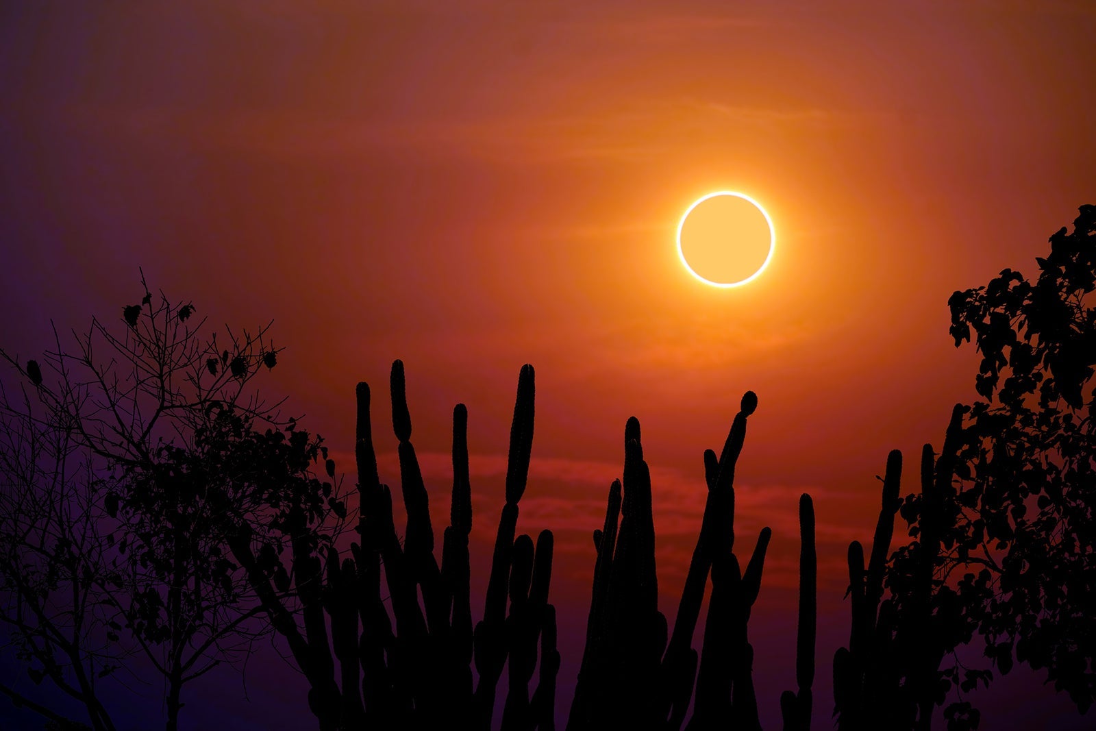 Total sun eclipse over silhouette cactus and desert tree sky.