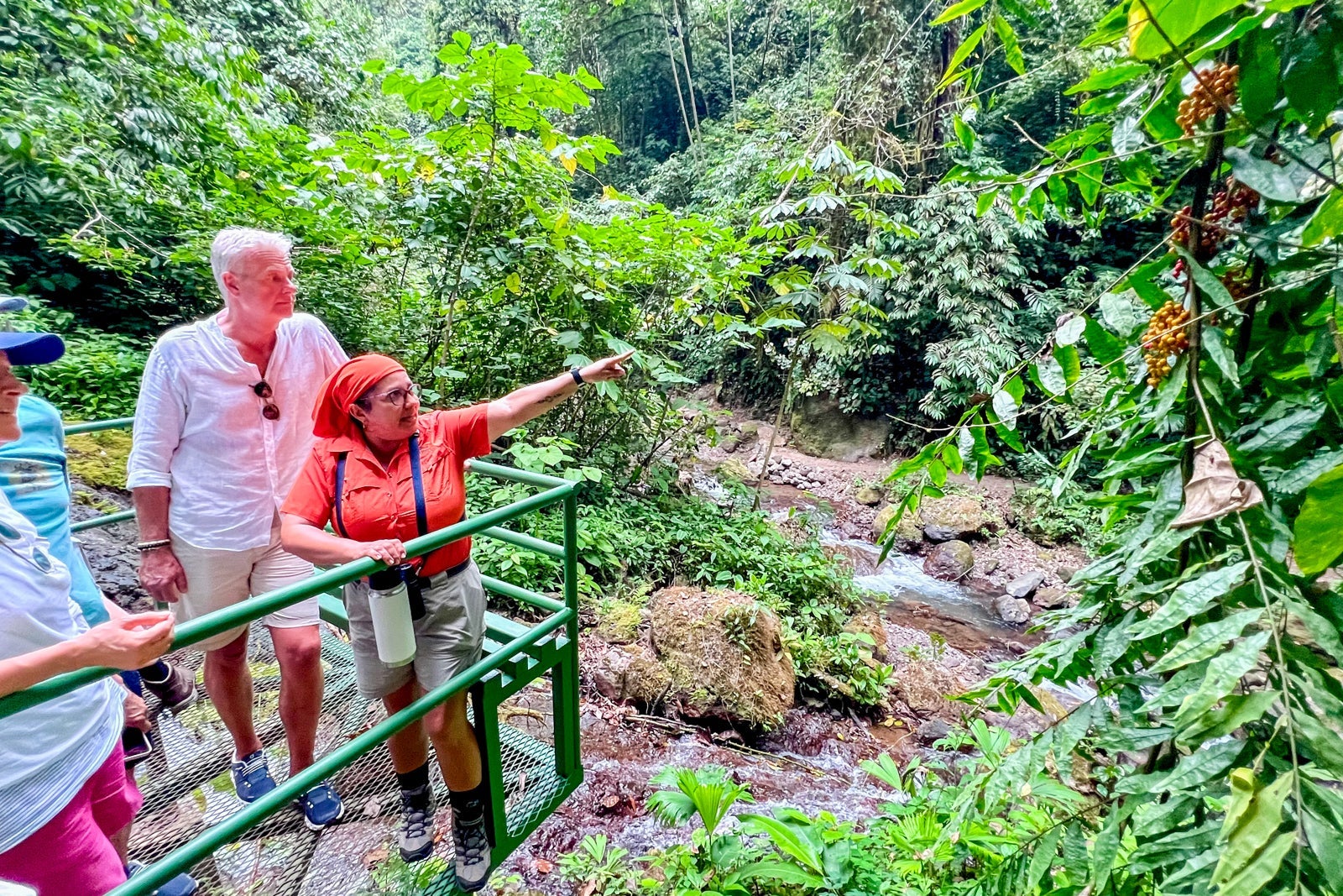 Rainmaker rainforest walk