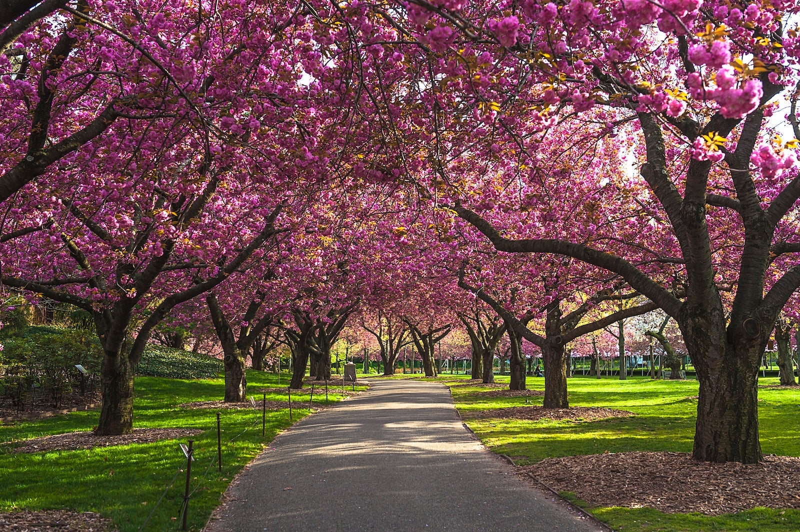 Cherry Blossoms in Brooklyn,NY