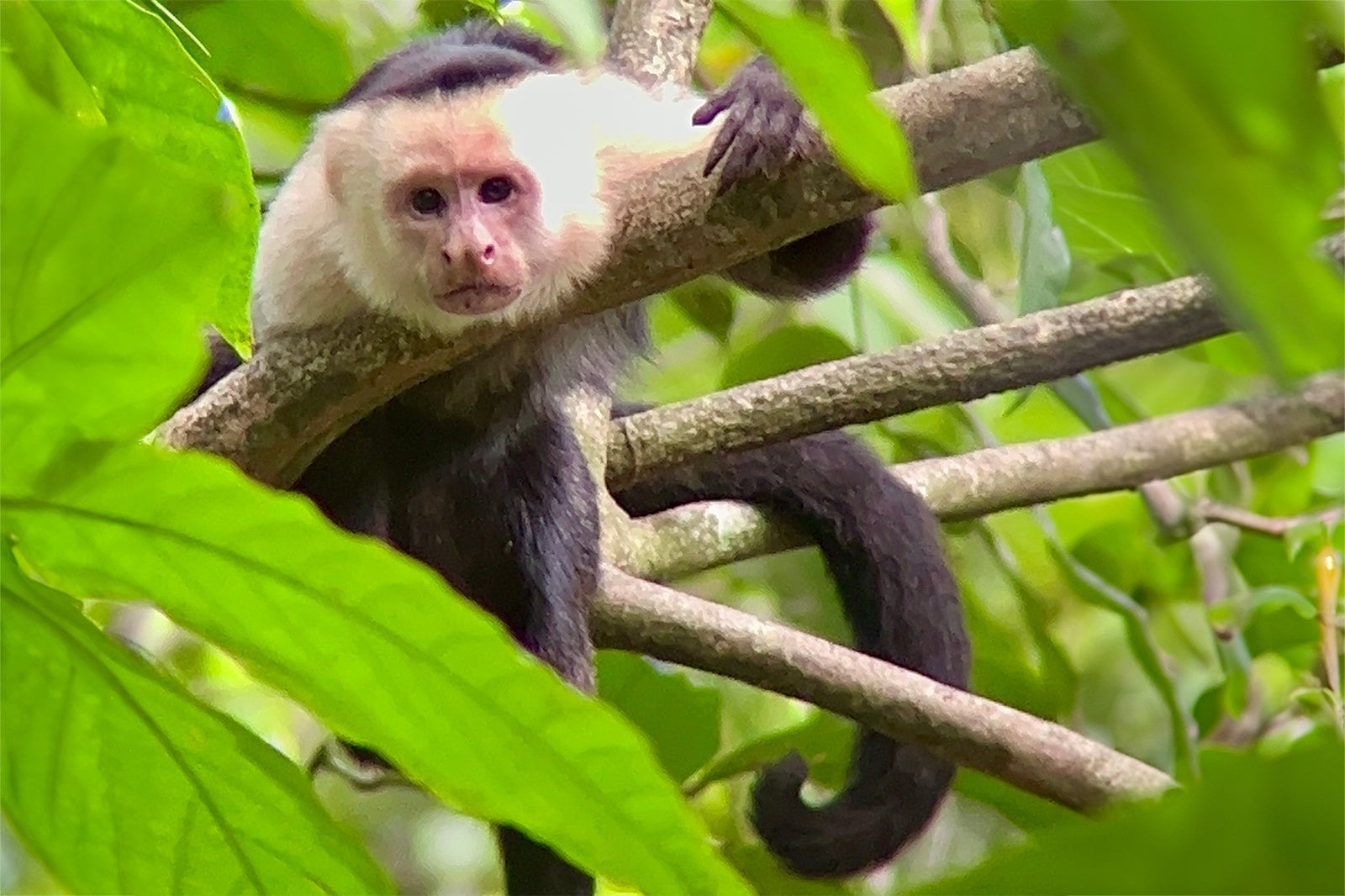 capuchin monkey