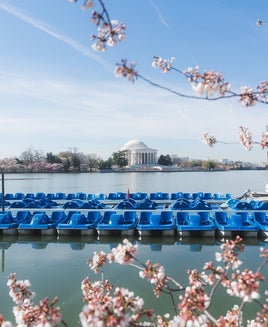 Washington D.C. Cherry Blossoms_TidalBasin_45