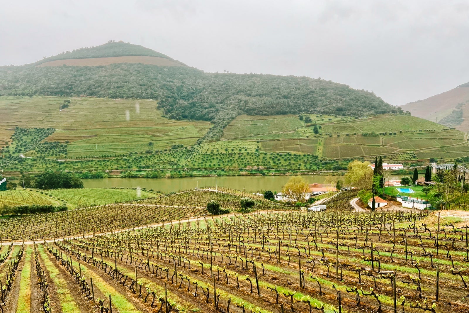 The view of vineyards in Portugal