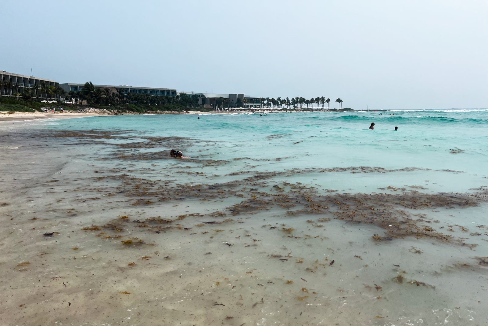 sargassum on the beach