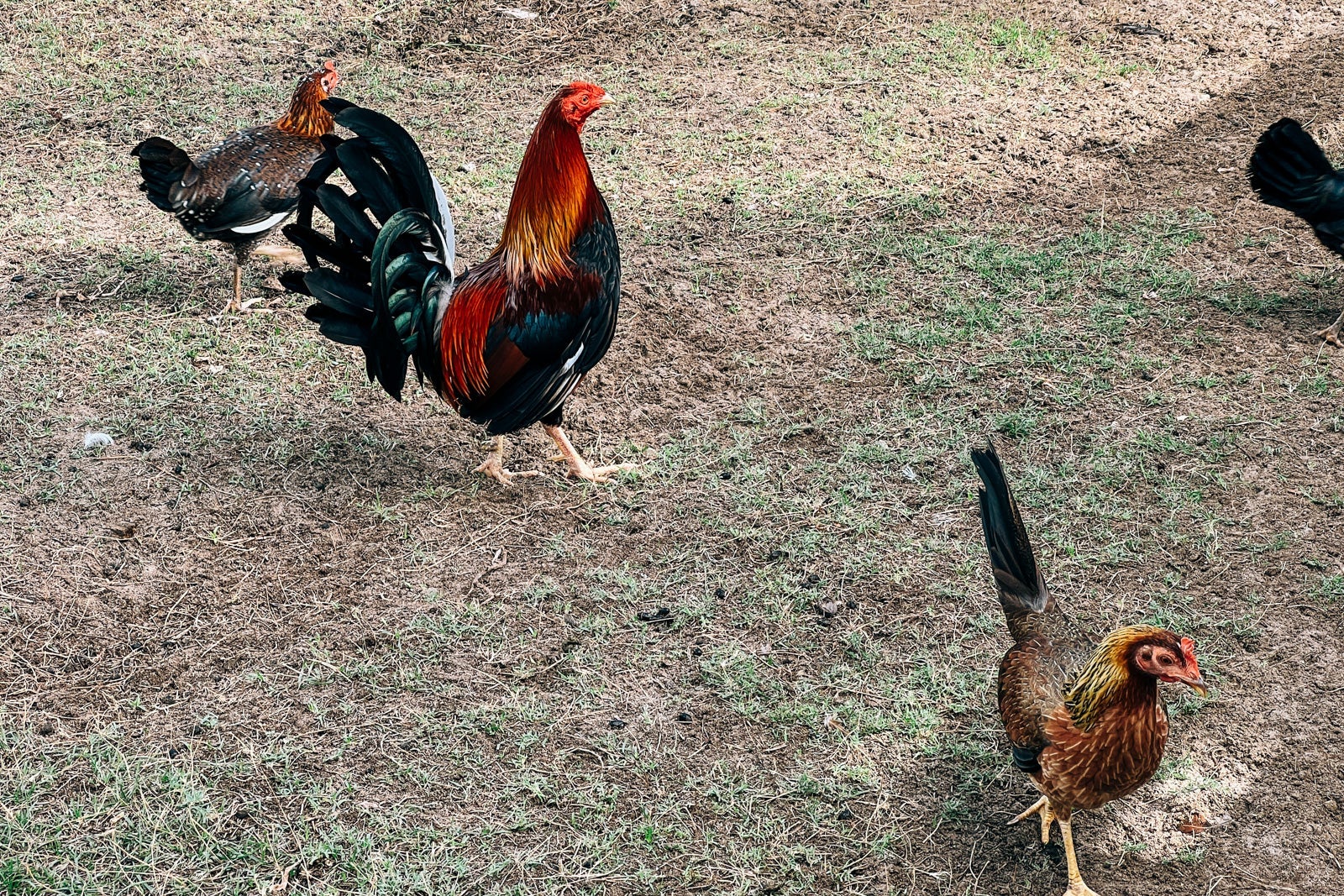 Coconut Bay Beach Resort Spa St. Lucia