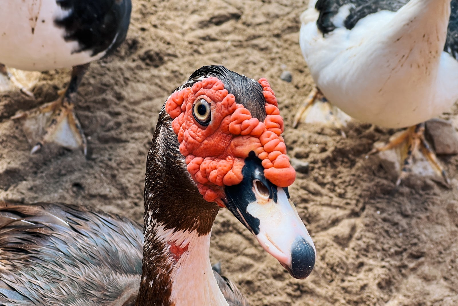 Coconut Bay Beach Resort Spa St. Lucia