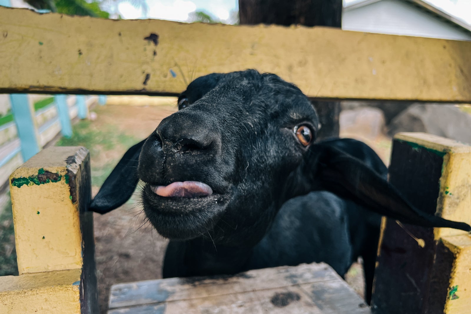 Coconut Bay Beach Resort Spa St. Lucia