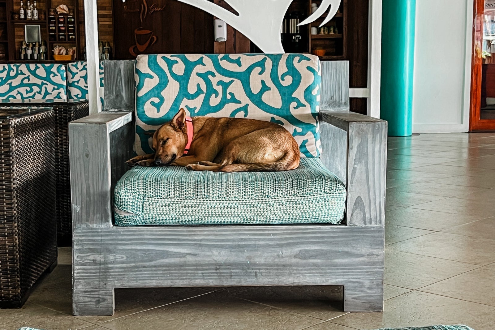 Lucy the resort dog at Coconut Bay Beach Resort Spa St. Lucia