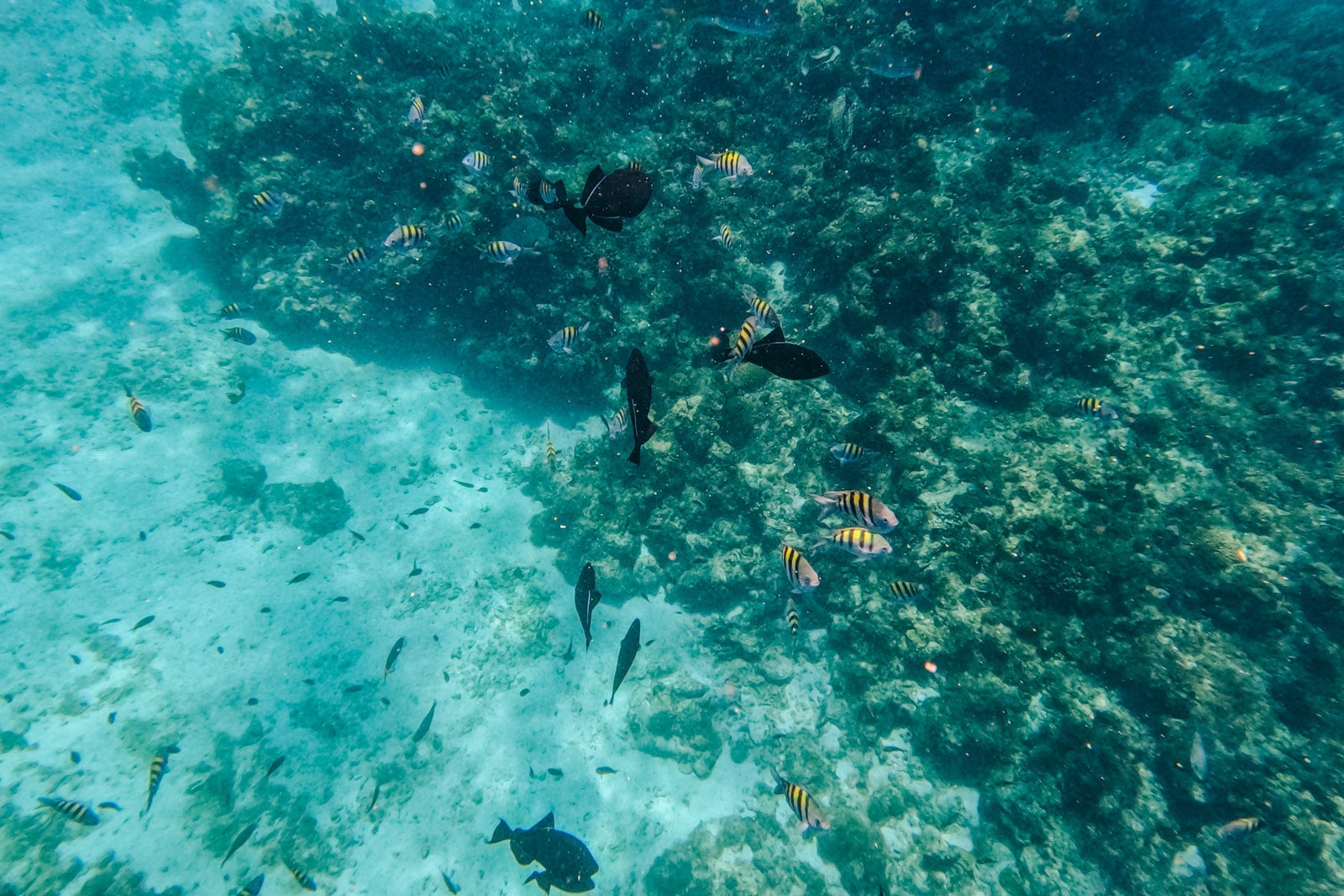 Coconut Bay Beach Resort Spa St. Lucia