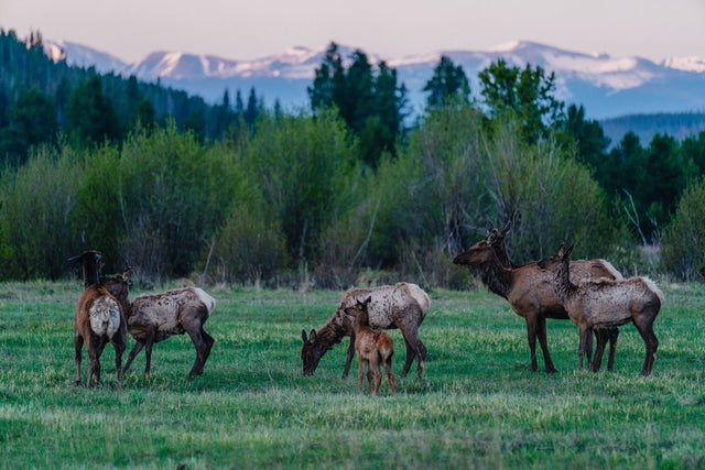 Elk herd at Rocky Mountain National Park