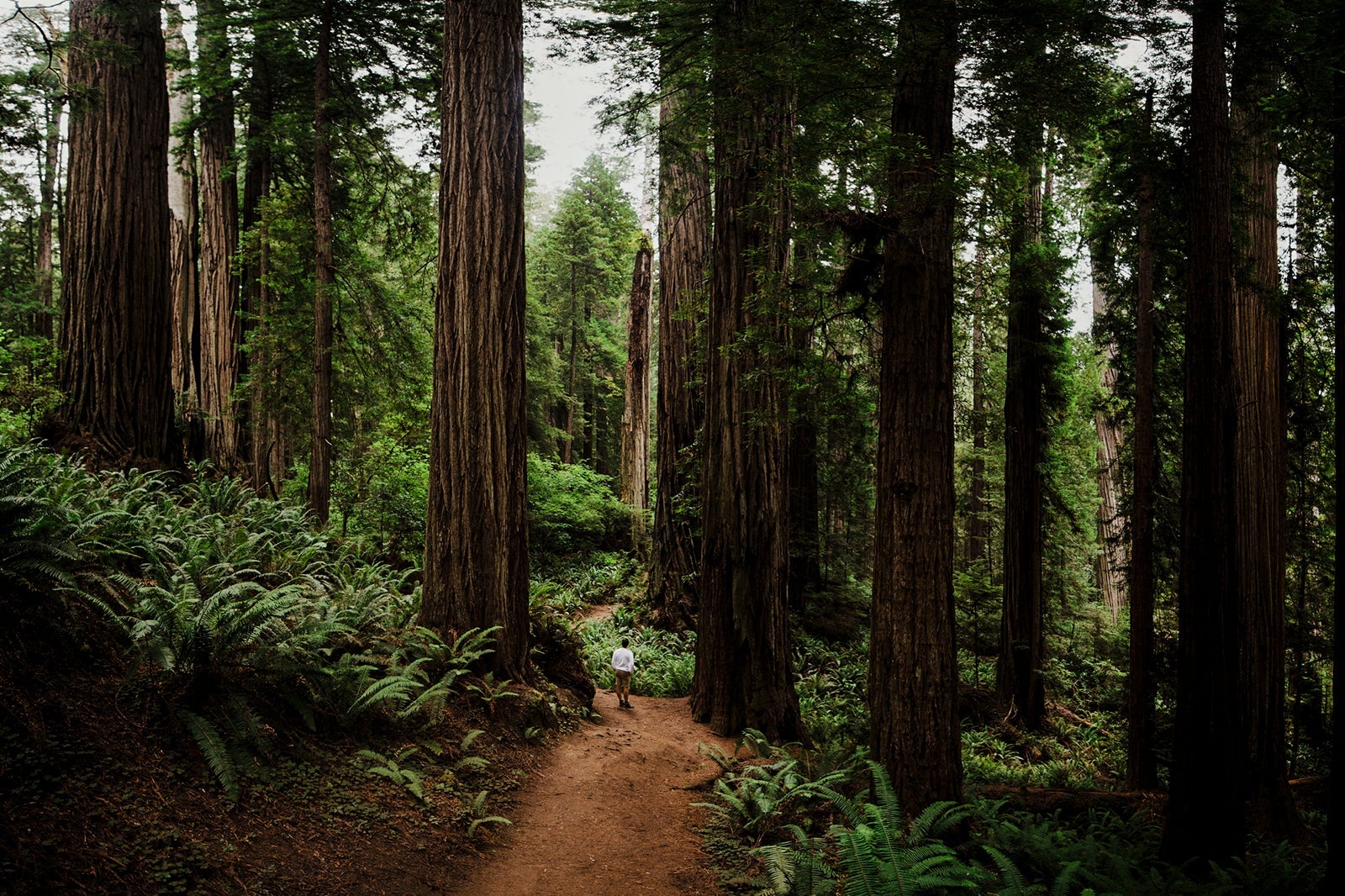 redwood trees