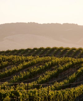 Vineyards and windmill near Sonoma, CA.