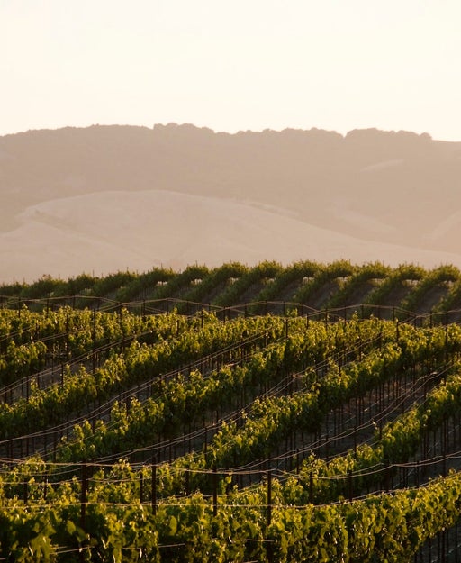 Vineyards and windmill near Sonoma, CA.
