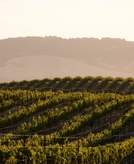 Delta is the latest airline to let you check wine for free