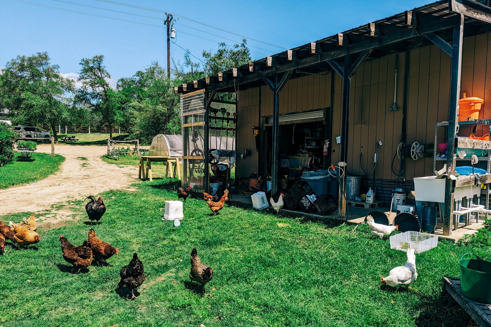 Miraval Austin chickens
