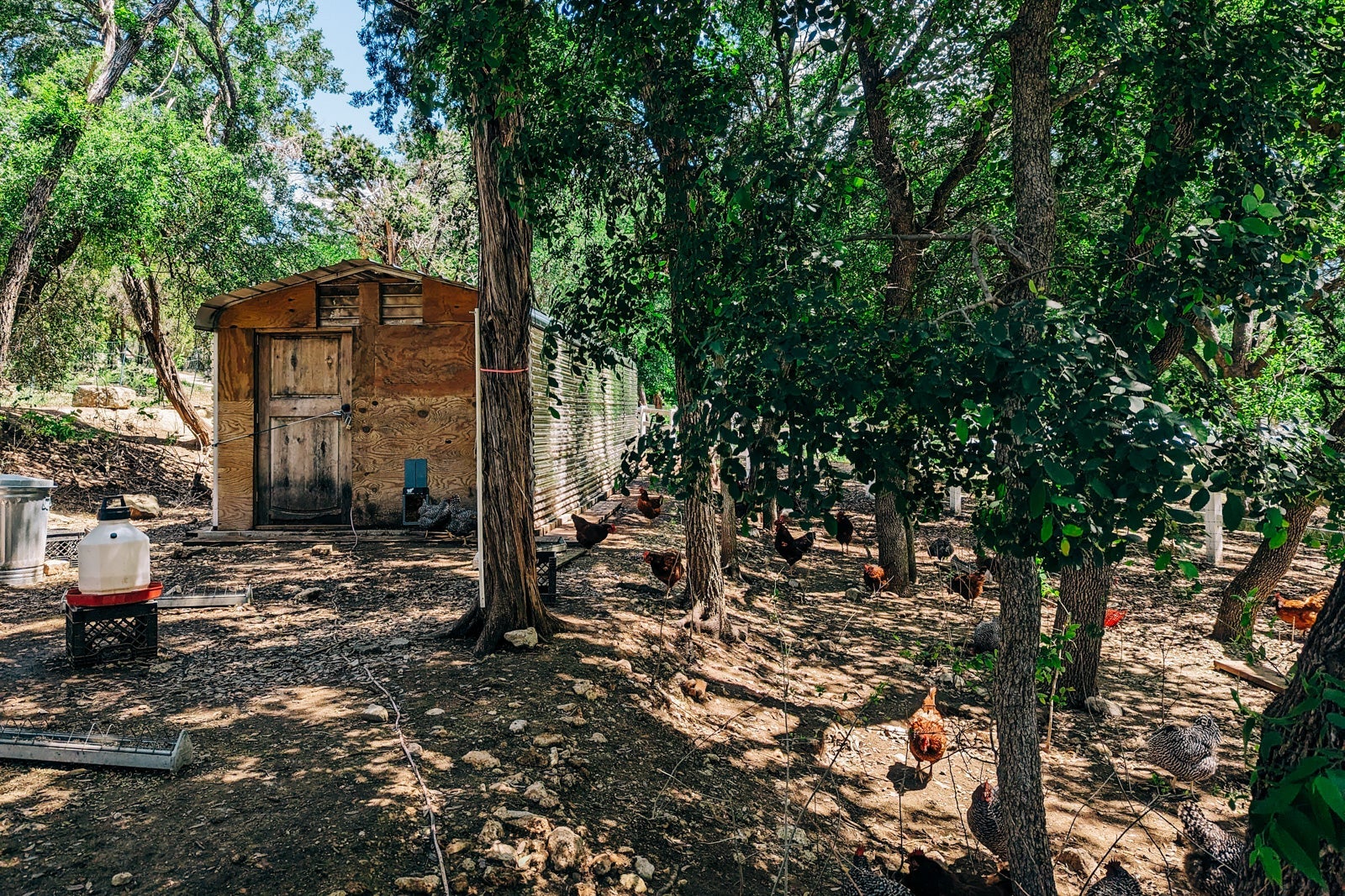 Miraval Austin chickens