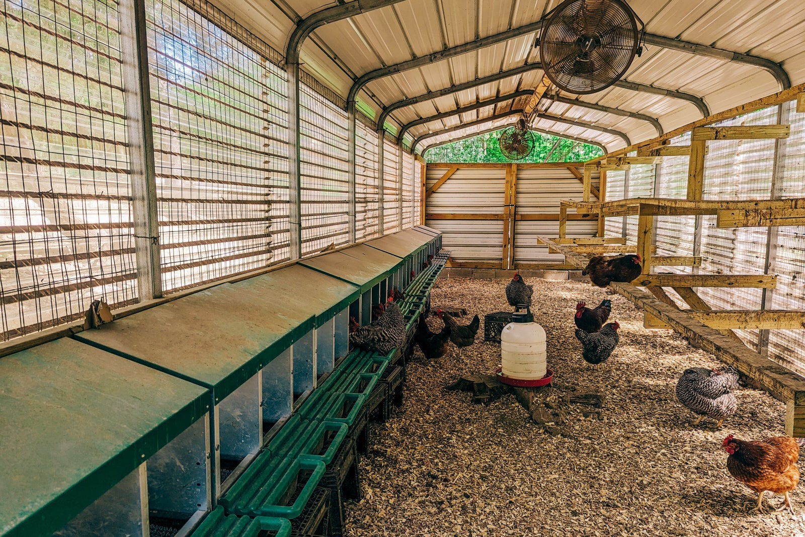 Miraval Austin chickens