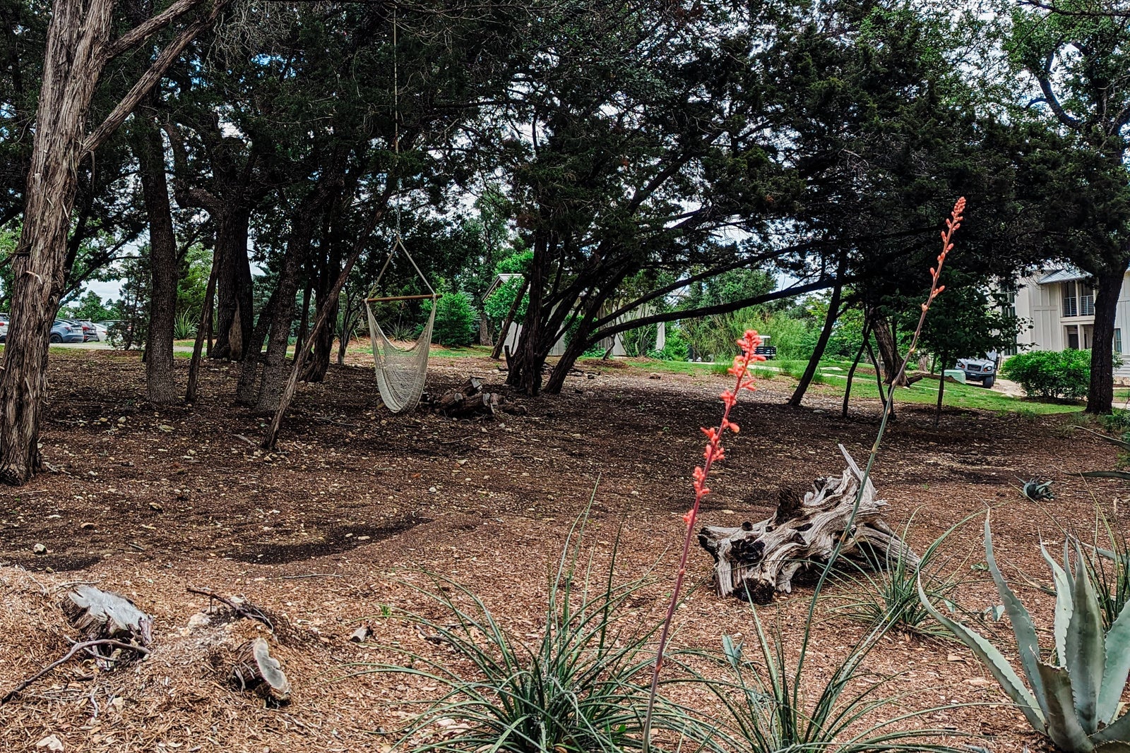 Miraval Austin solidago